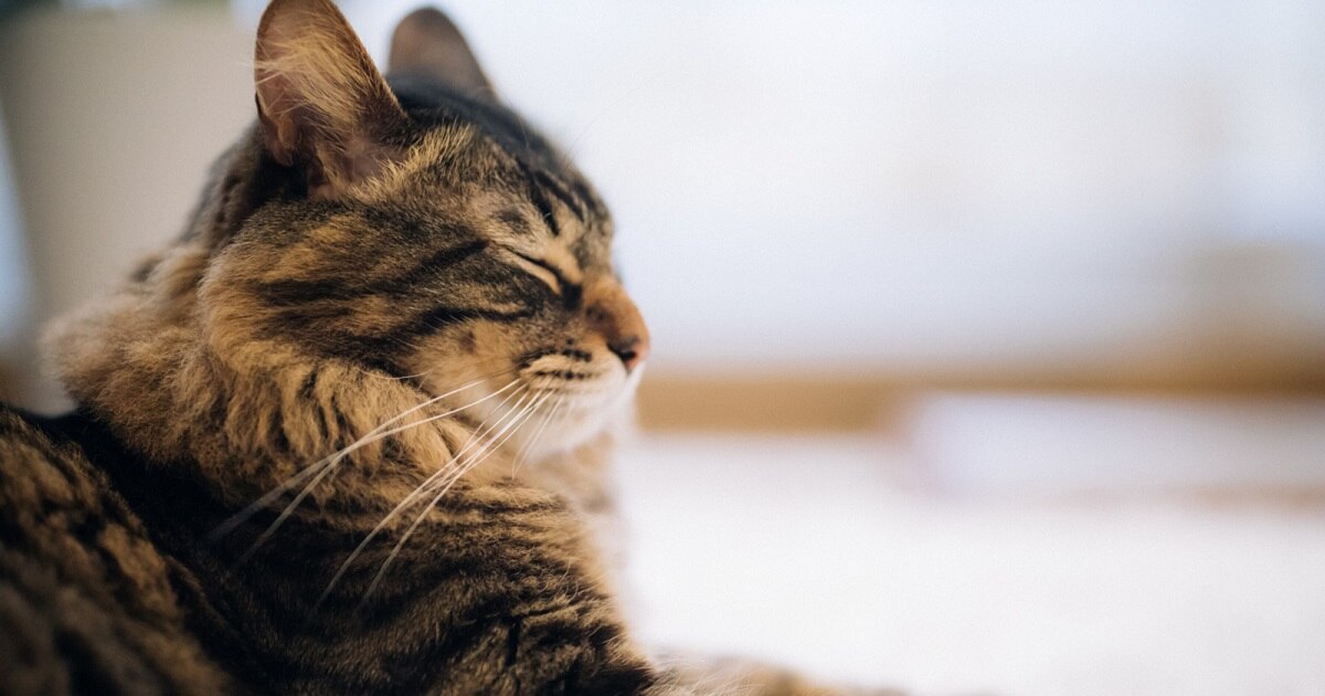 目やには健康状態のサインかも