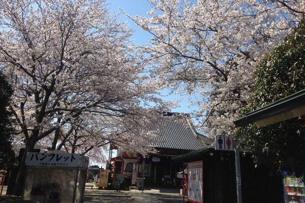 春爛漫 桜の護摩堂 お寺境内