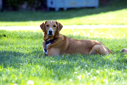 愛犬・愛猫の葬儀・火葬・ご供養・納骨