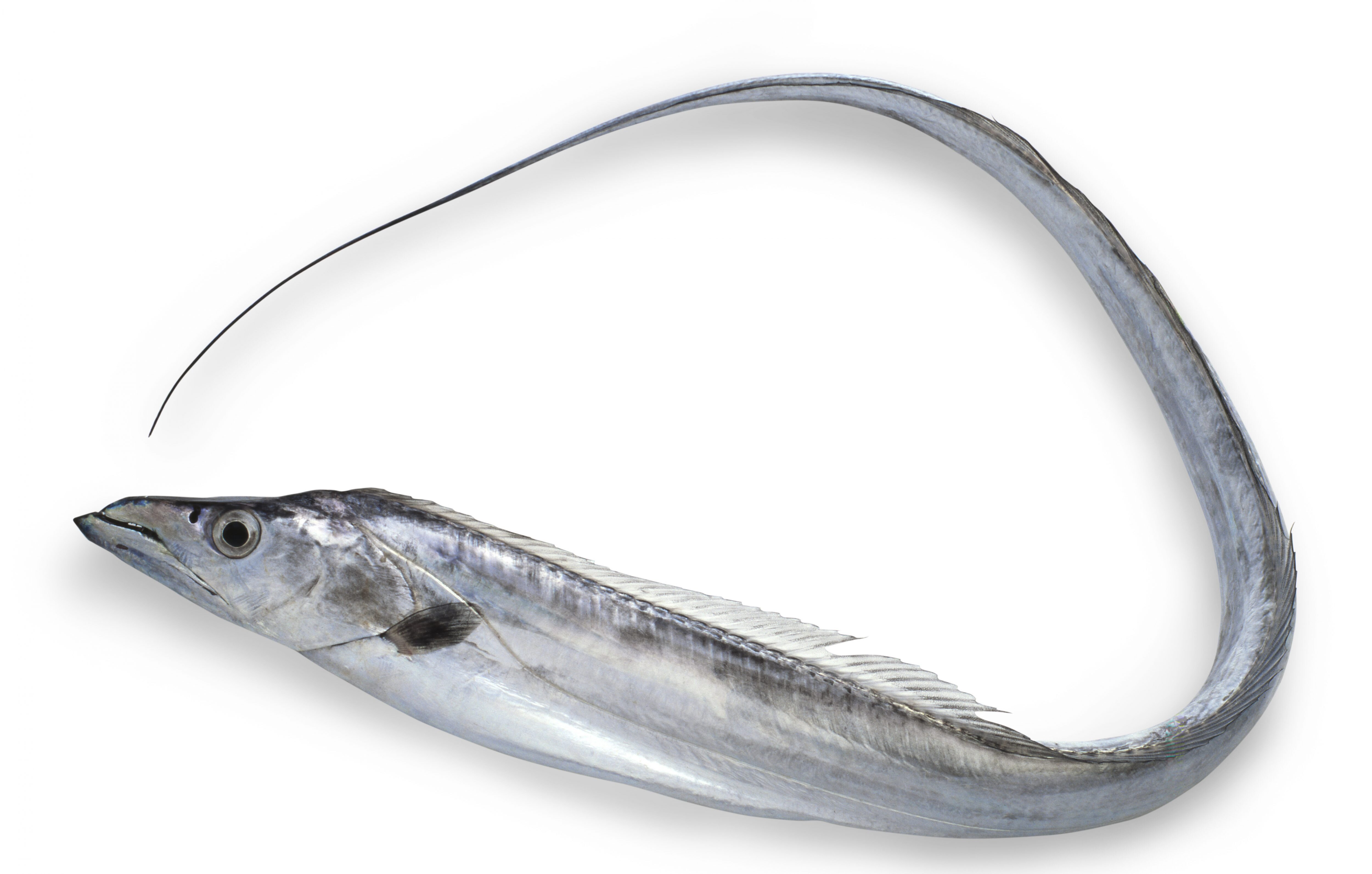 catch-img