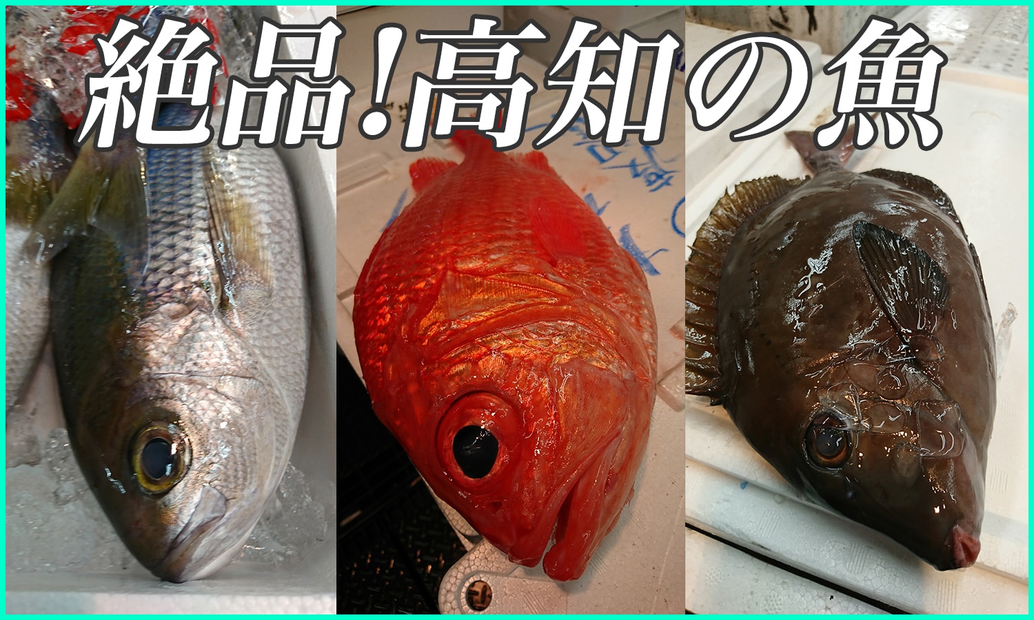 高知の珍しい絶品魚たち ニベ アオダイ ニザダイはお刺身に最適 東京すしアカデミー 寿司職人養成学校