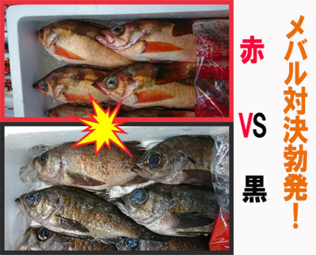 春のお魚 赤メバルと黒メバルに最適な料理方法とは 食べ比べしてみて 東京すしアカデミー 寿司職人養成学校