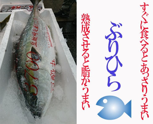 ブリヒラとは天然ブリと天然ヒラマサをかけ合わせた珍しい魚 東京すしアカデミー 寿司職人養成学校