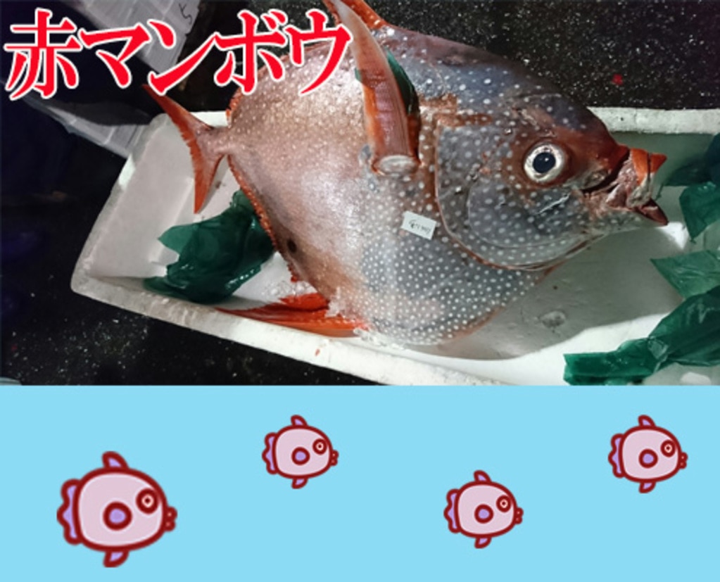 まんだい 魚 万代 魚崎