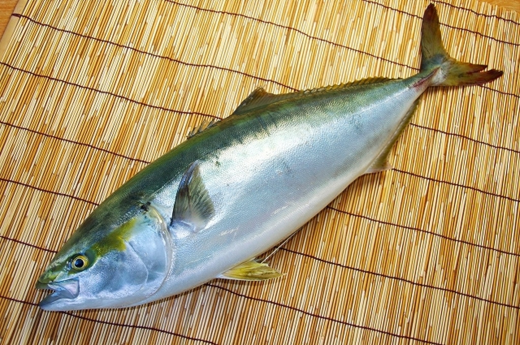 魚の知識 東京すしアカデミー