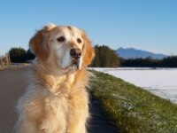 愛犬・愛猫の葬儀・火葬