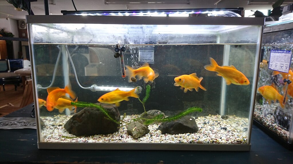 酸素カプセルのドーピングについて 日本気圧バルク工業株式会社