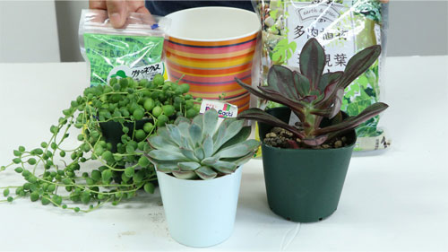 多肉植物の寄せ植え | DIY Clip! ー暮らしに創る喜びをー