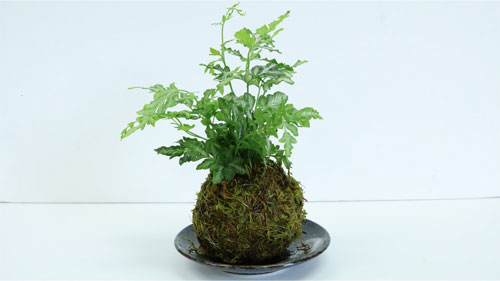 苔玉の作り方 Diy Clip ー暮らしに創る喜びをー