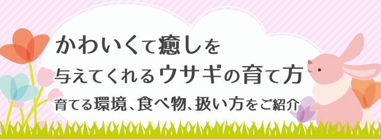 かわいくて癒しを与えてくれる ウサギ の育て方 Diy Clip ー暮らしに創る喜びをー かわいくて癒しを与えてくれる ウサギ の育て方 Diy Clip ー暮らしに創る喜びをー