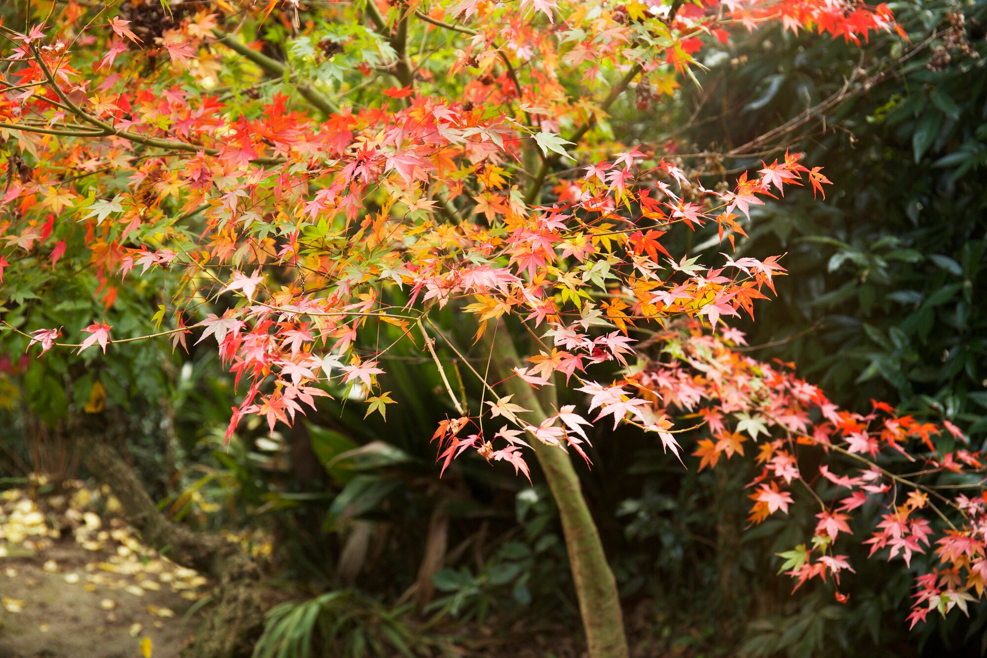 紅葉の色の変化は気温と日照時間に関係があった キレイな紅葉を見に行く時期は ソケラボ
