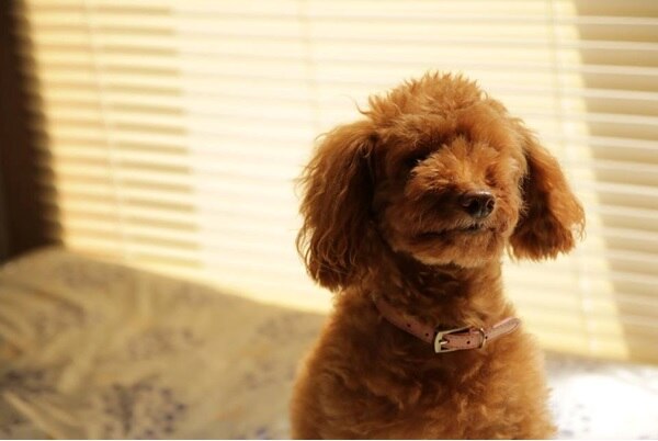 一人暮らしでも寂しくないペットと過ごす時間 Diy Clip ー暮らしに創る喜びをー 一人暮らしでも寂しくないペットと過ごす時間 Diy Clip ー暮らしに創る喜びをー