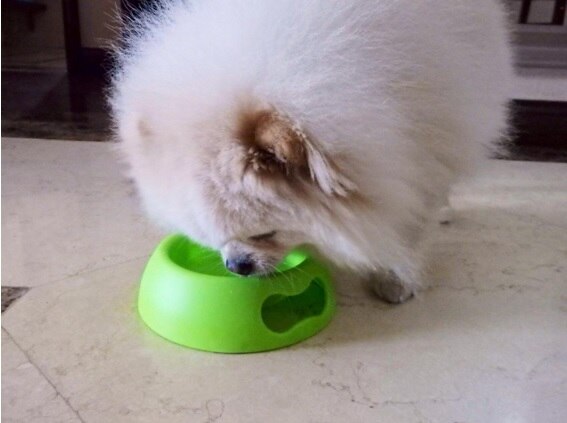 正しい犬のしつけで楽しく快適なペットライフを Diy Clip ー暮らしに創る喜びをー 正しい犬のしつけで楽しく快適なペットライフを Diy Clip ー暮らしに創る喜びをー
