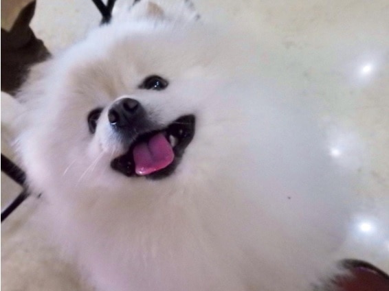 正しい犬のしつけで楽しく快適なペットライフを Diy Clip ー暮らしに創る喜びをー 正しい犬のしつけで楽しく快適なペットライフを Diy Clip ー暮らしに創る喜びをー