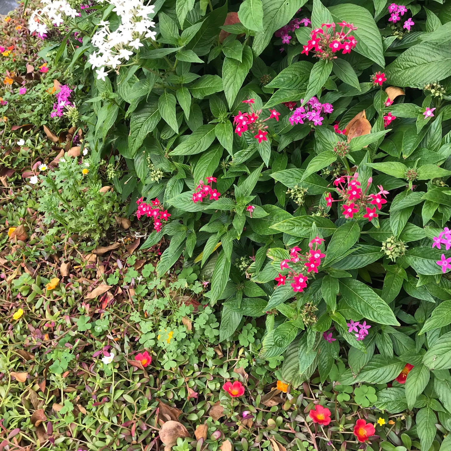 駅前植え込みの草花 組織の知カラ