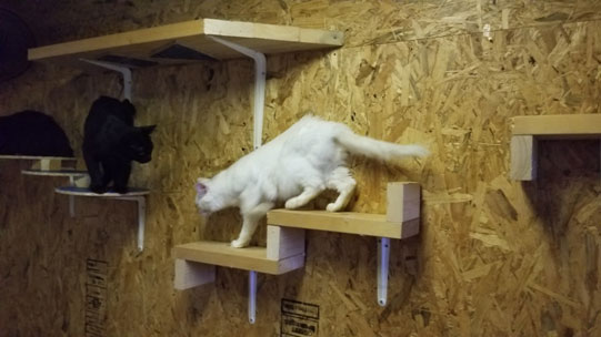 7匹の猫の為の猫ステップを壁ごとdiy Diy Clip ー暮らしに創る喜びをー