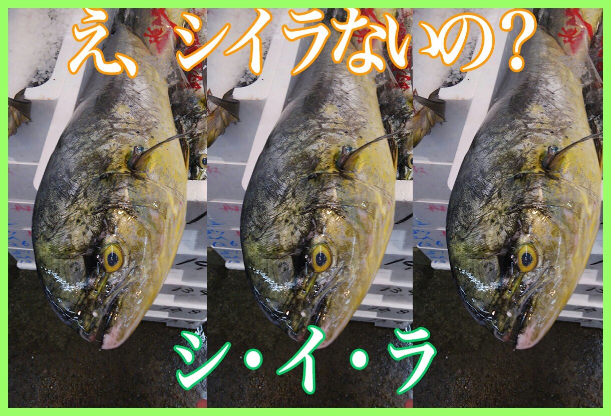 夏が旬のシイラ 海外ではマヒマヒと呼ばれる人気の魚なのに日本では え シイラないの 東京すしアカデミー 寿司職人養成学校