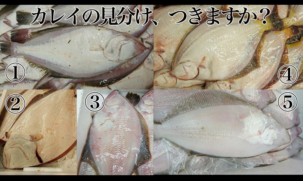 見分けつく エテカレイ 平目 赤ガレイ マカレイの見分け方 東京すしアカデミー 寿司職人養成学校