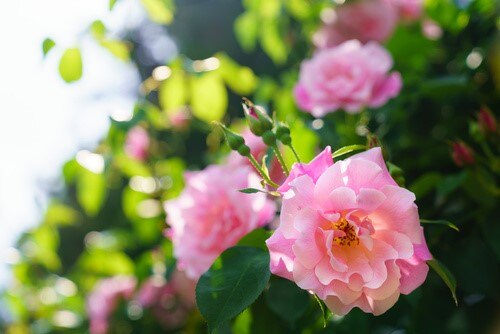 庭に彩りを バラ の種類を理解したガーデニングのアイデア グローバルホームセンター ジョイフルエーケー