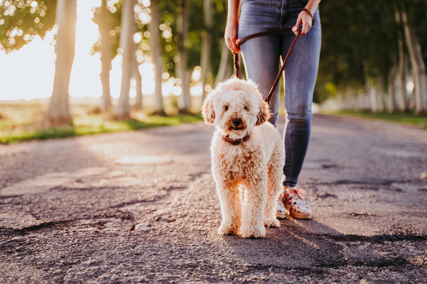 犬も飼い主も楽しく散歩を行うために気をつけたい点とは グローバルホームセンター ジョイフルエーケー