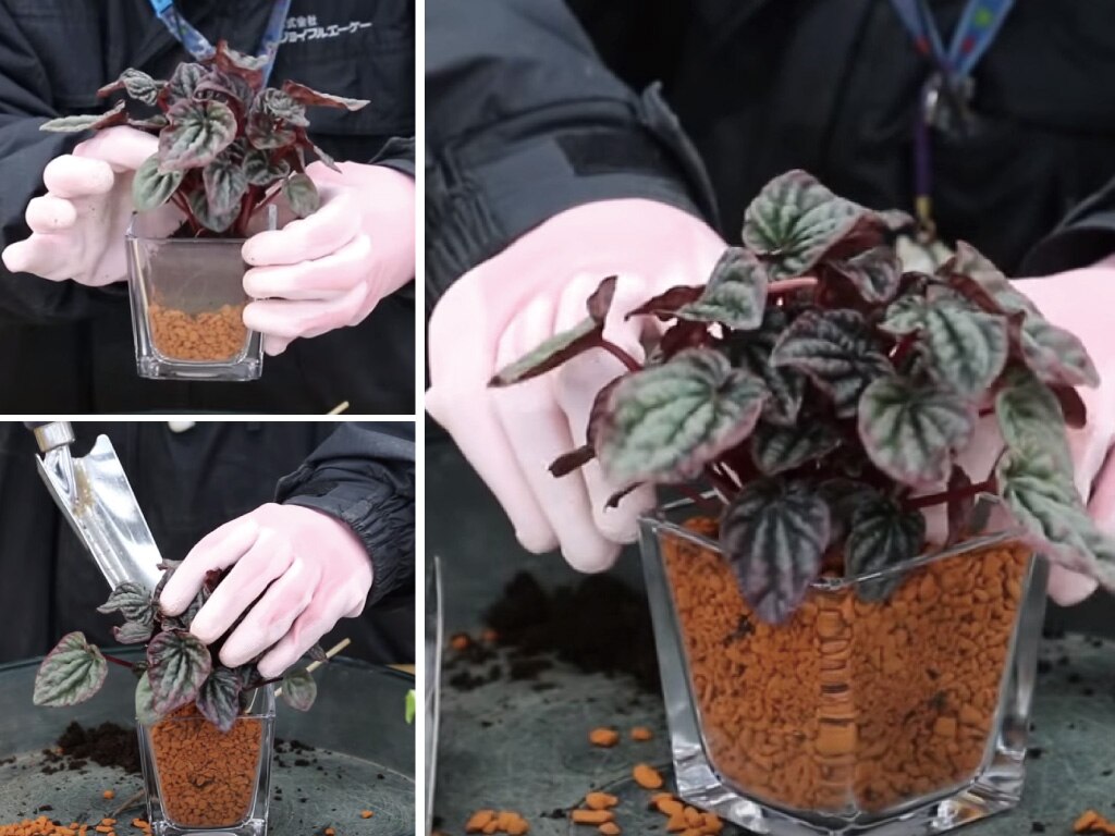 ジョイフルエーケー 実演動画 人工土セラミスを使った観葉植物の植え付け