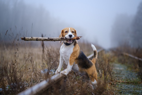 犬のきもちは尻尾 しっぽ でわかる 尻尾の表情を読み取ろう