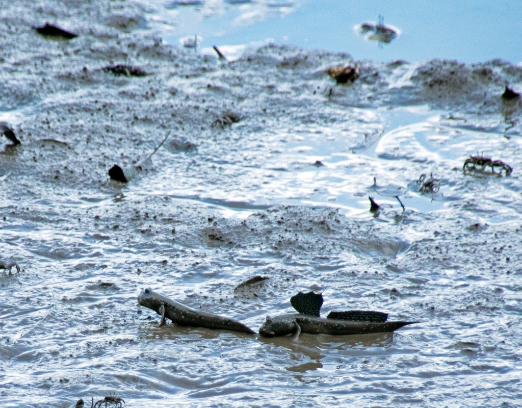 有明海の干潟でムツゴロウ恋ジャンプ