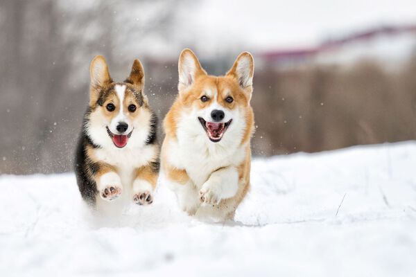北海道で飼いやすい 寒さに強い代表的な犬種紹介