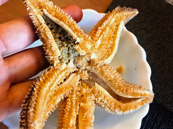 天草でヒトデを食べる 秀寿し の新鮮ランチ 天草観光 グルメ レジャー情報 天草でヒトデを食べる 秀寿し の新鮮ランチ 天草観光 グルメ レジャー情報