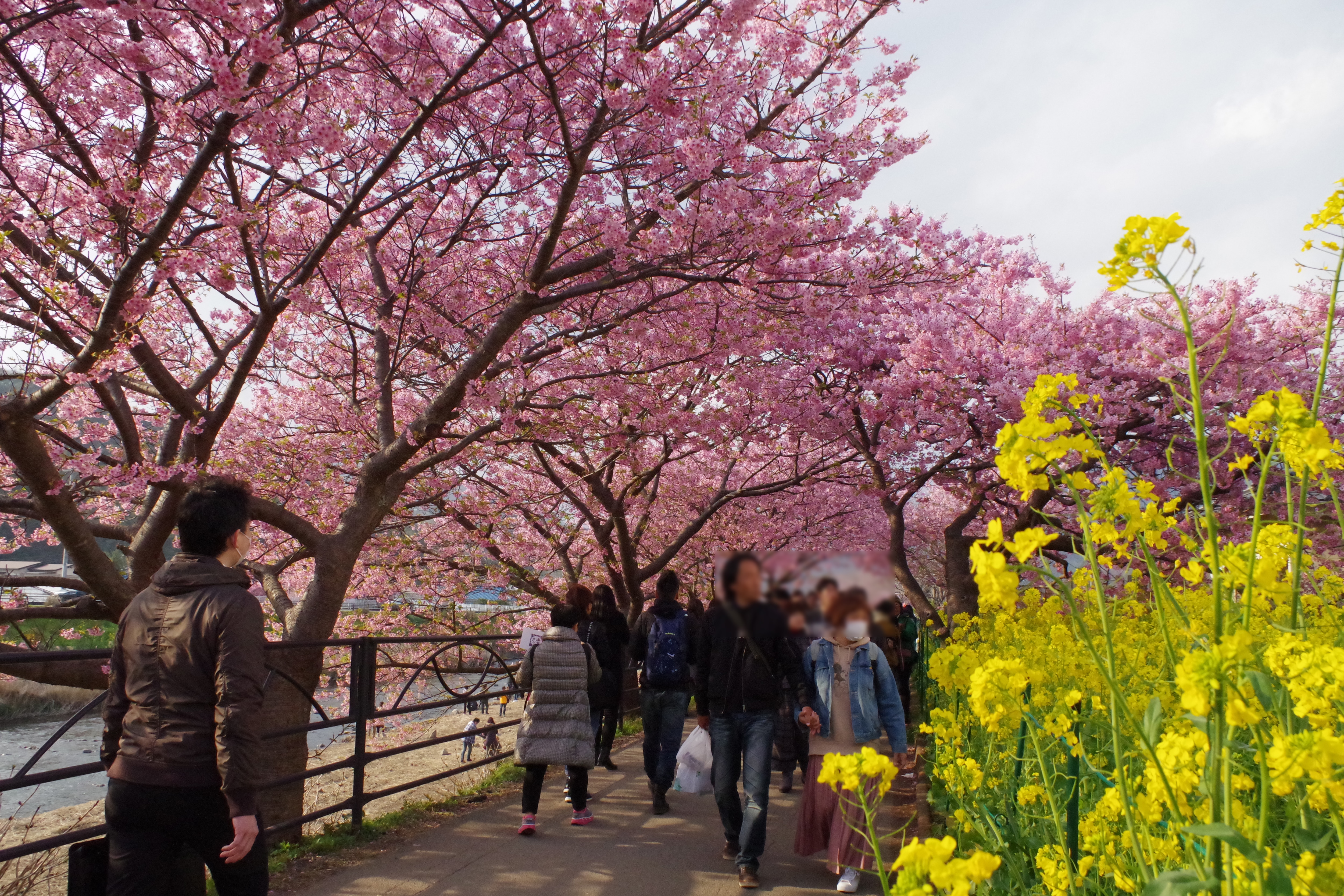 相模原・町田の賃貸管理会社オリバーの「河津桜まつりツアー」。川沿いに約3.5㎞続く桜並木を眺めながら、河津桜まつりを楽しみます。