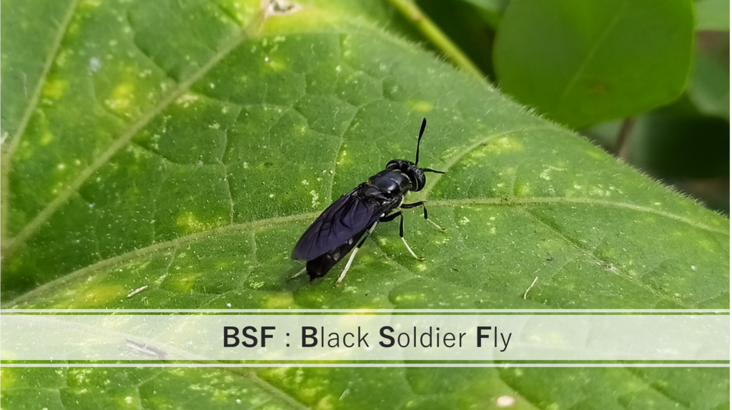 black soldier fly アメリカミズアブ