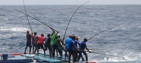 モルディブ一本釣りカツオのMSC認証取得 〜国を挙げた伝統漁業の保護とブランディング〜