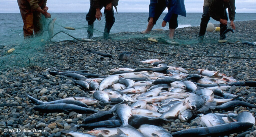 成功事例ー北東サハリン 極東ロシアにおける密漁撲滅に向けて