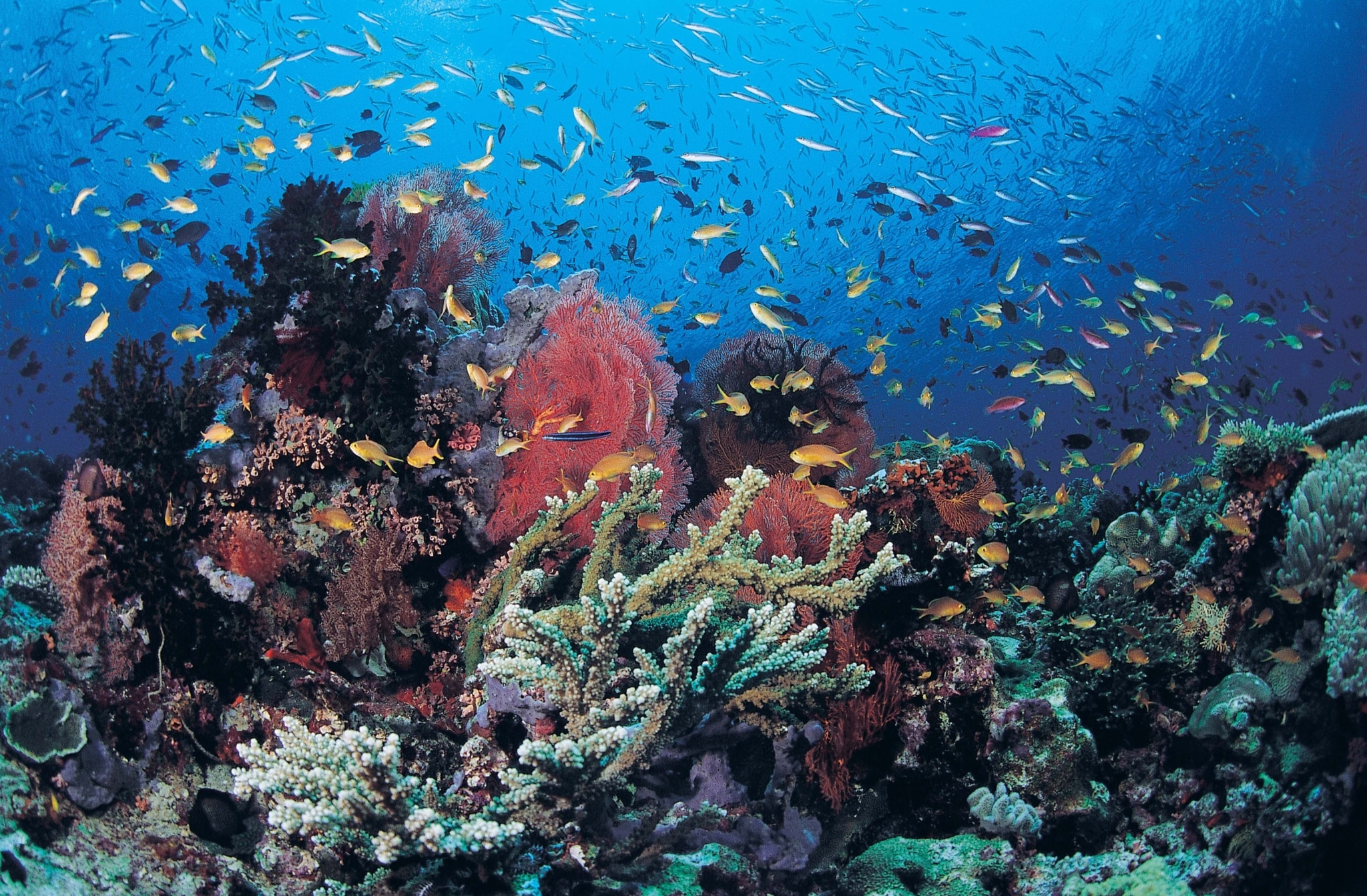 「海の自然資本と投資家の動きを知る」-連続ウェビナー「海の自然資本とESG投融資」 第1回報告-