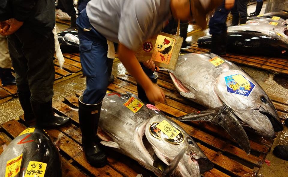 $1.8M Tuna to “Affordable” $1 Tuna Sushi—The Mystery of Japanese Tuna Industry