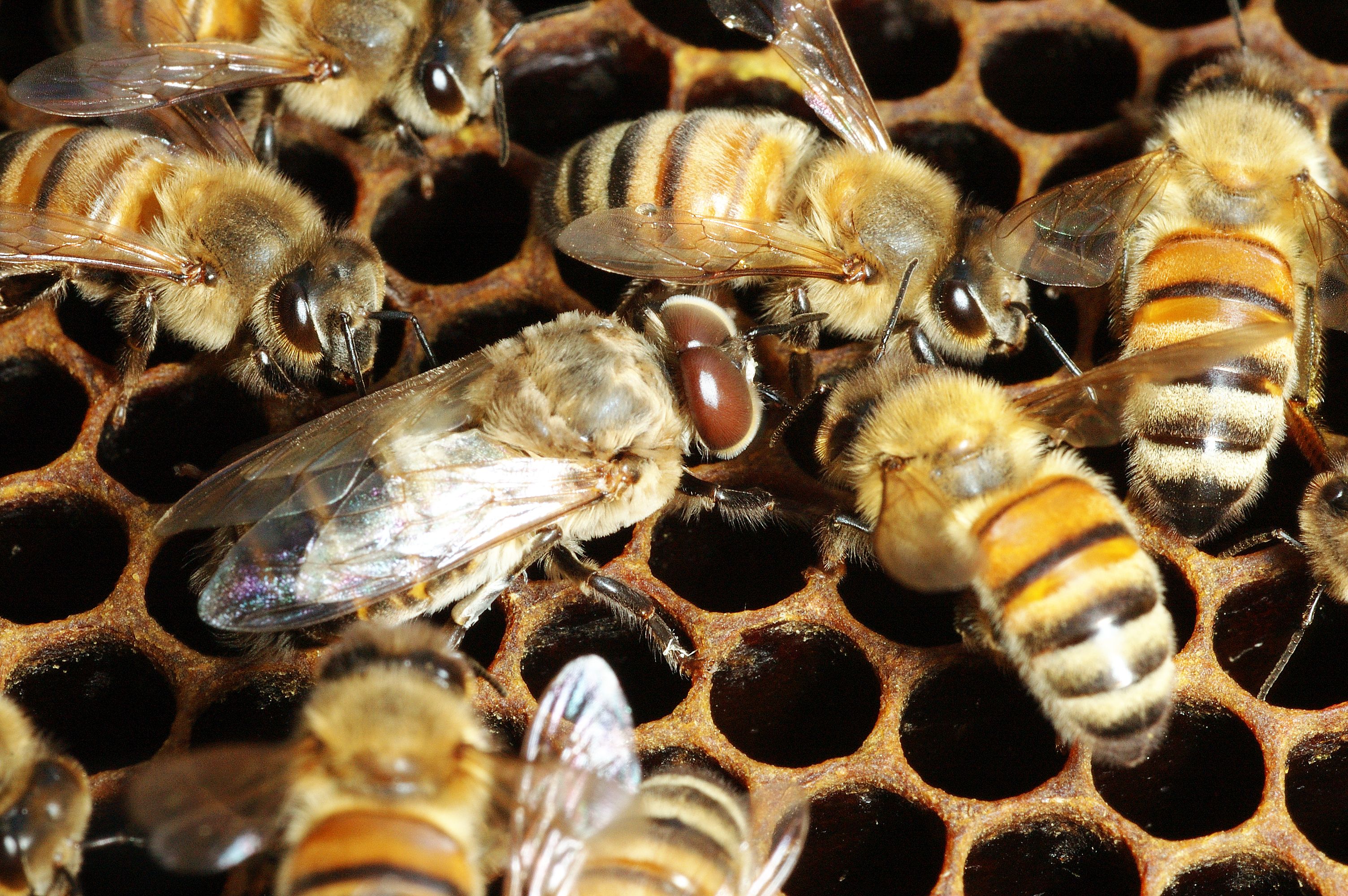 ミツバチ ミツバチの生態｜ミツバチ課