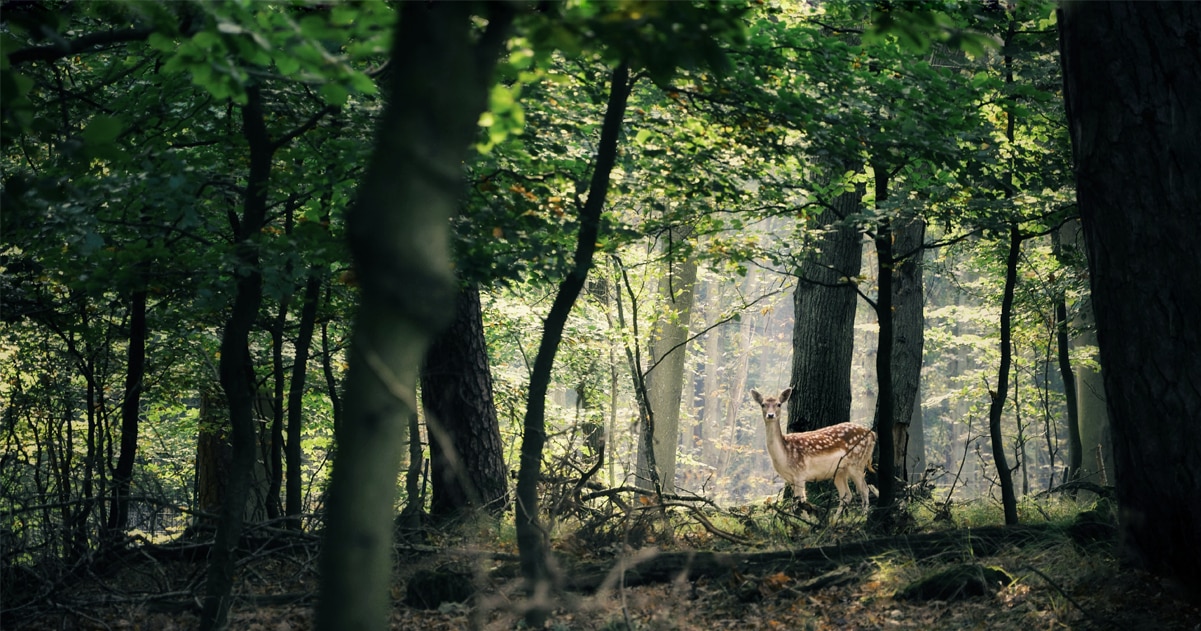 ブログ│森林と鹿