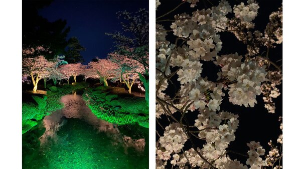 兼六園　桜の夜景
