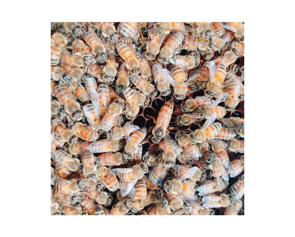 製品詳細(養蜂)｜ミツバチ課【アピ株式会社】ミツバチ課