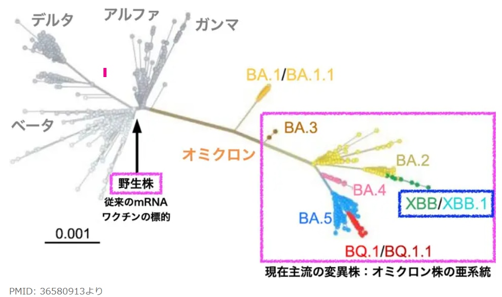 オミクロン株 XBB系統図