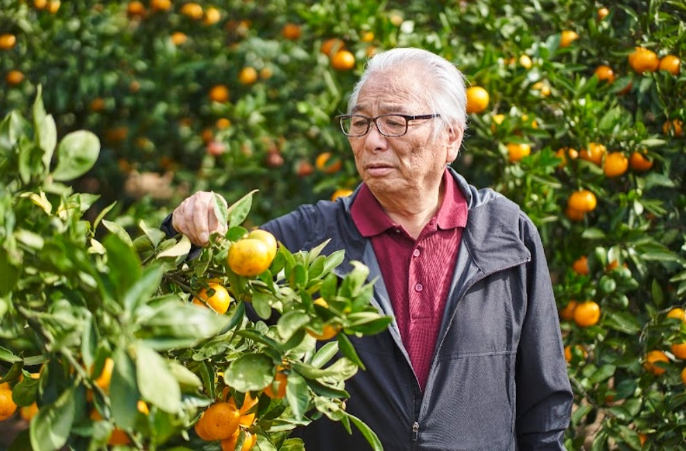 小田原のみかん農家へ産地取材へ行ってきました！ | 保育施設