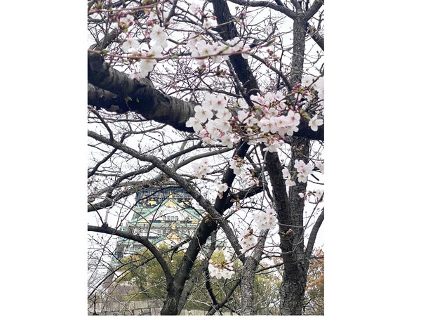 桜　大阪城