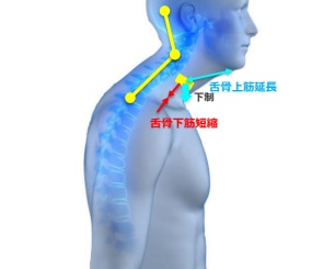 姿勢と嚥下筋の関係