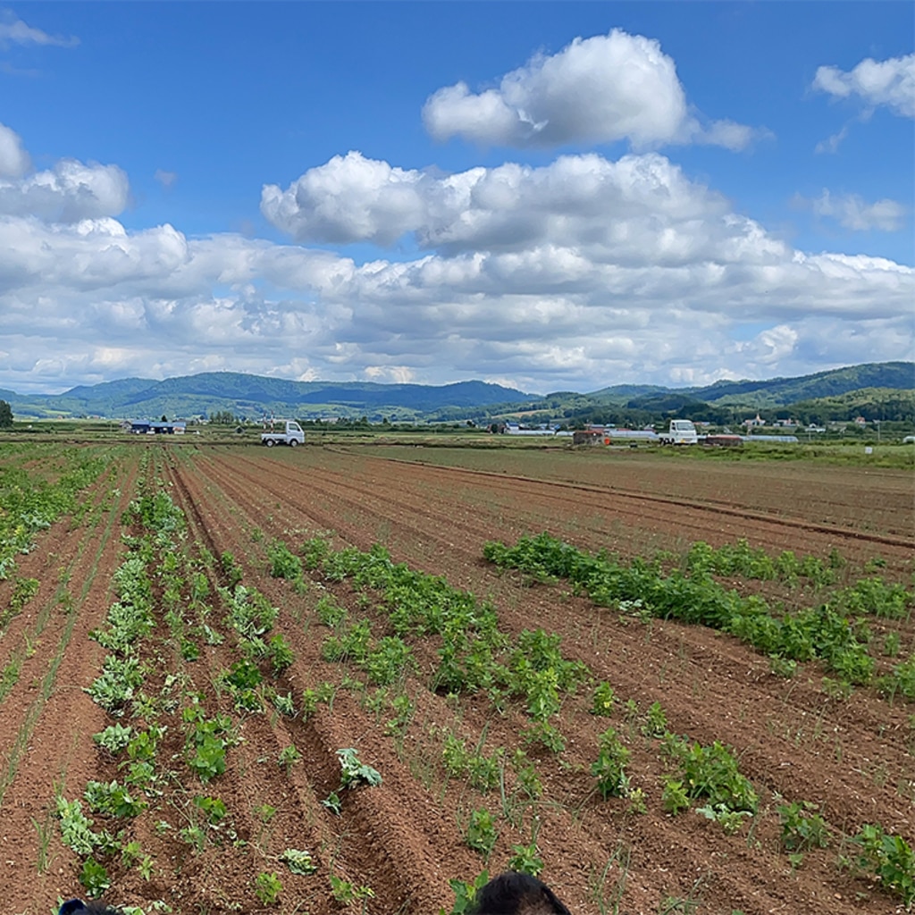 試験した圃場のイメージ③