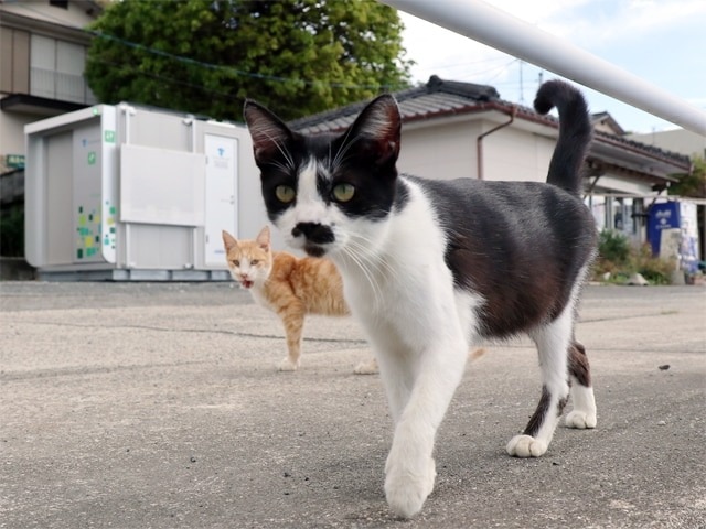 TOWAILET(トワイレ)導入事例 猫島