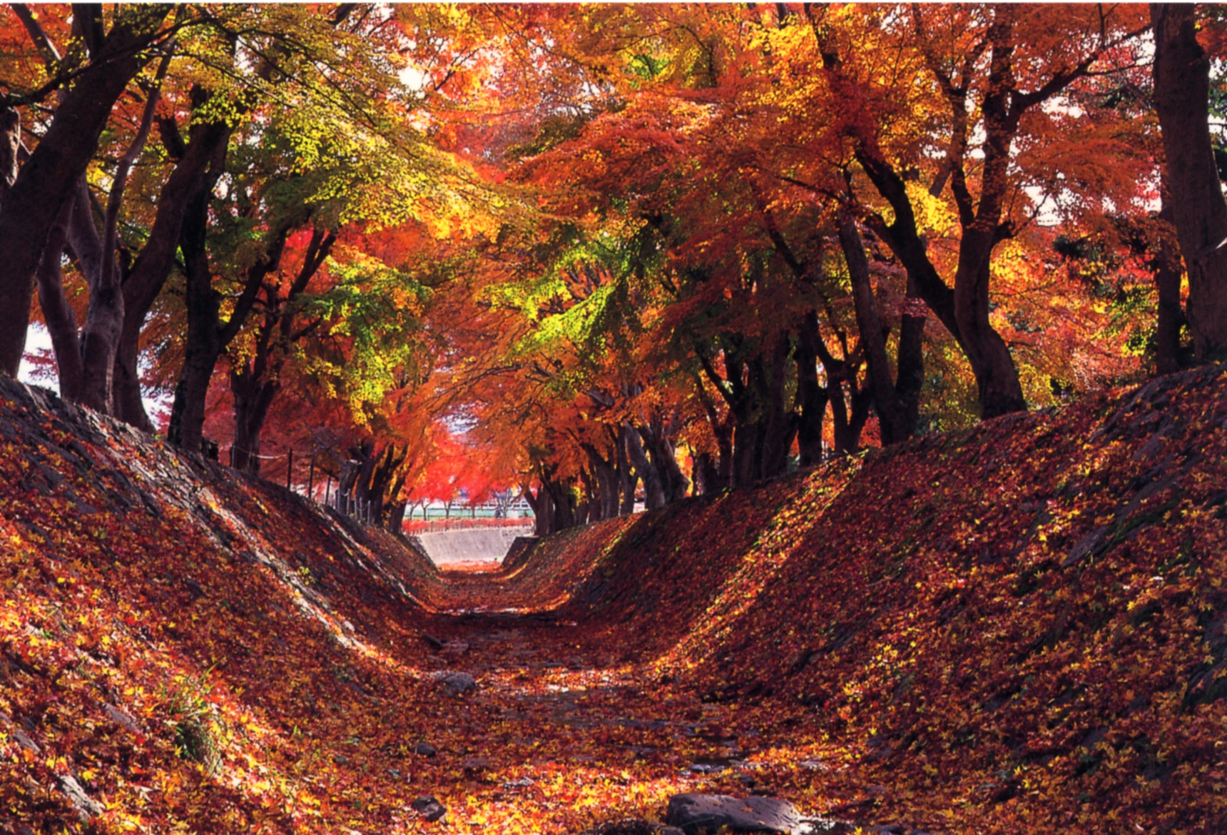 河口湖もみじ回廊にて紅葉観賞