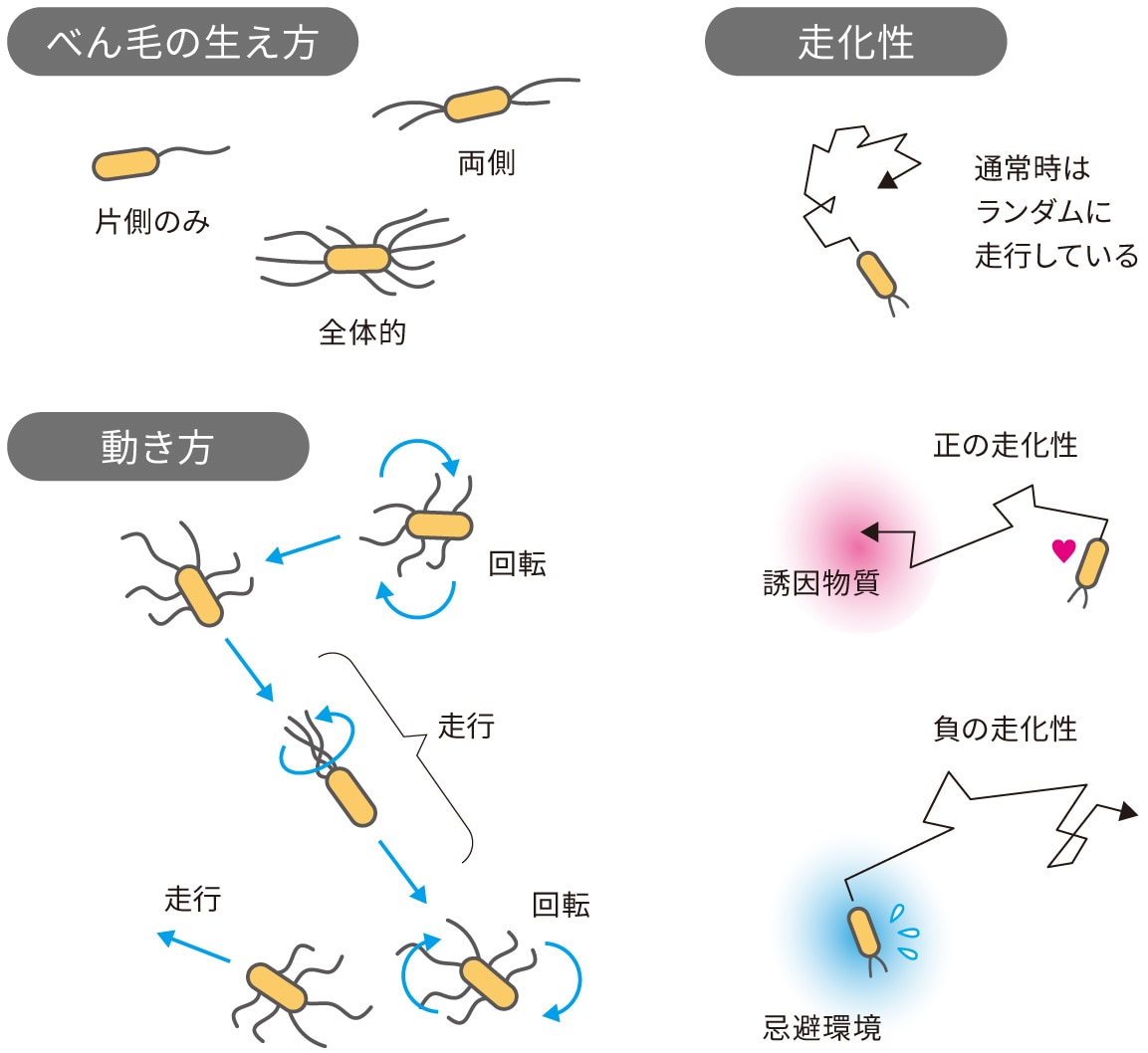 運動性｜腸内細菌叢検査SYMGRAM（シングラム）