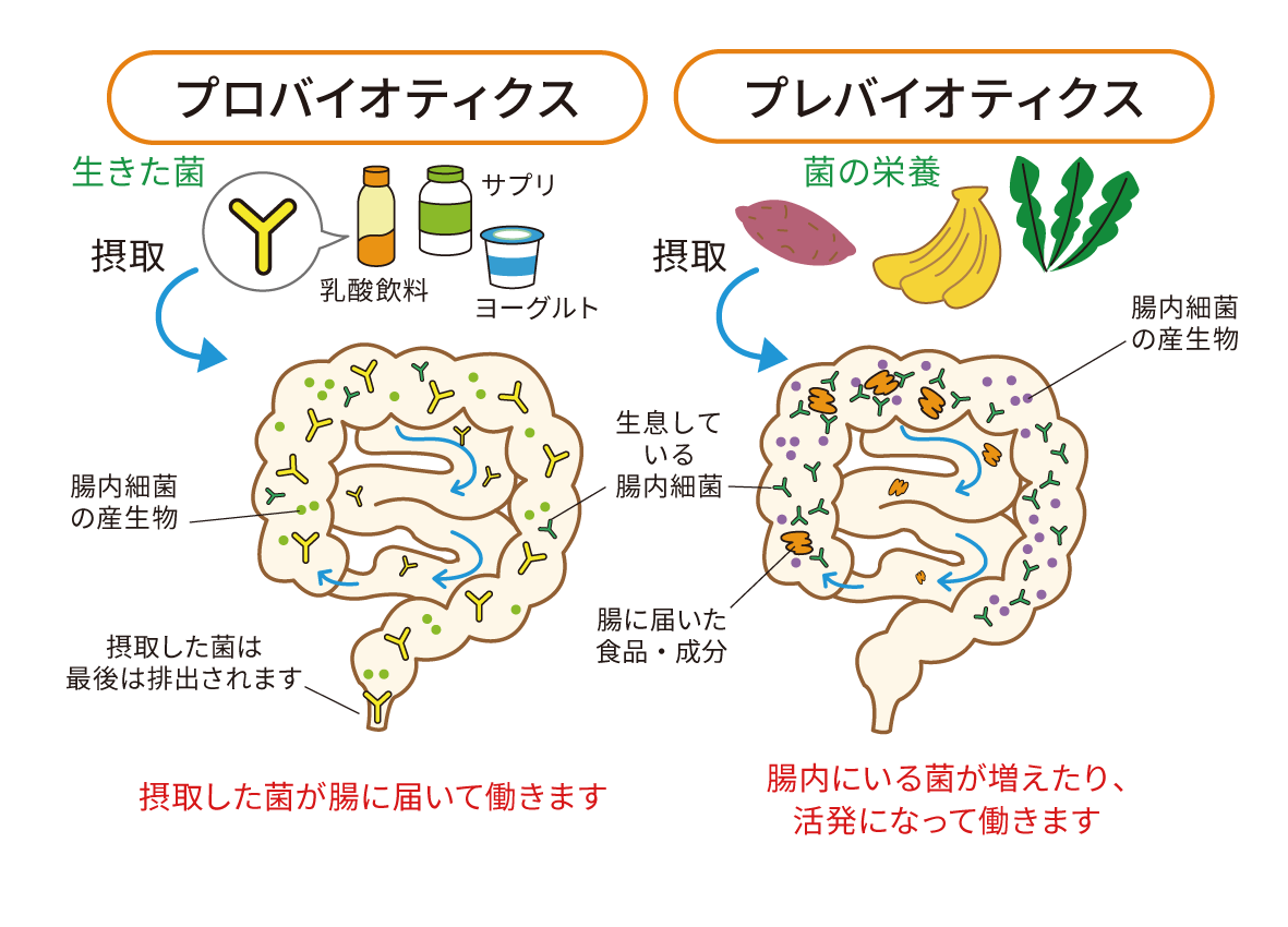 医科プロバイオティクス学 () プロバイオティクスとプレバイオティクス