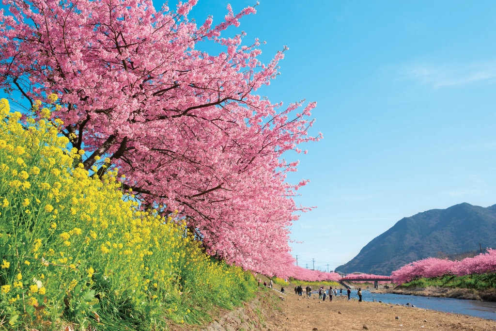 河津桜と菜の花