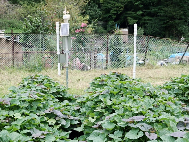 MIHARAS設置先：岐阜県立郡上高等学校 安納芋新ブランドプロジェクト